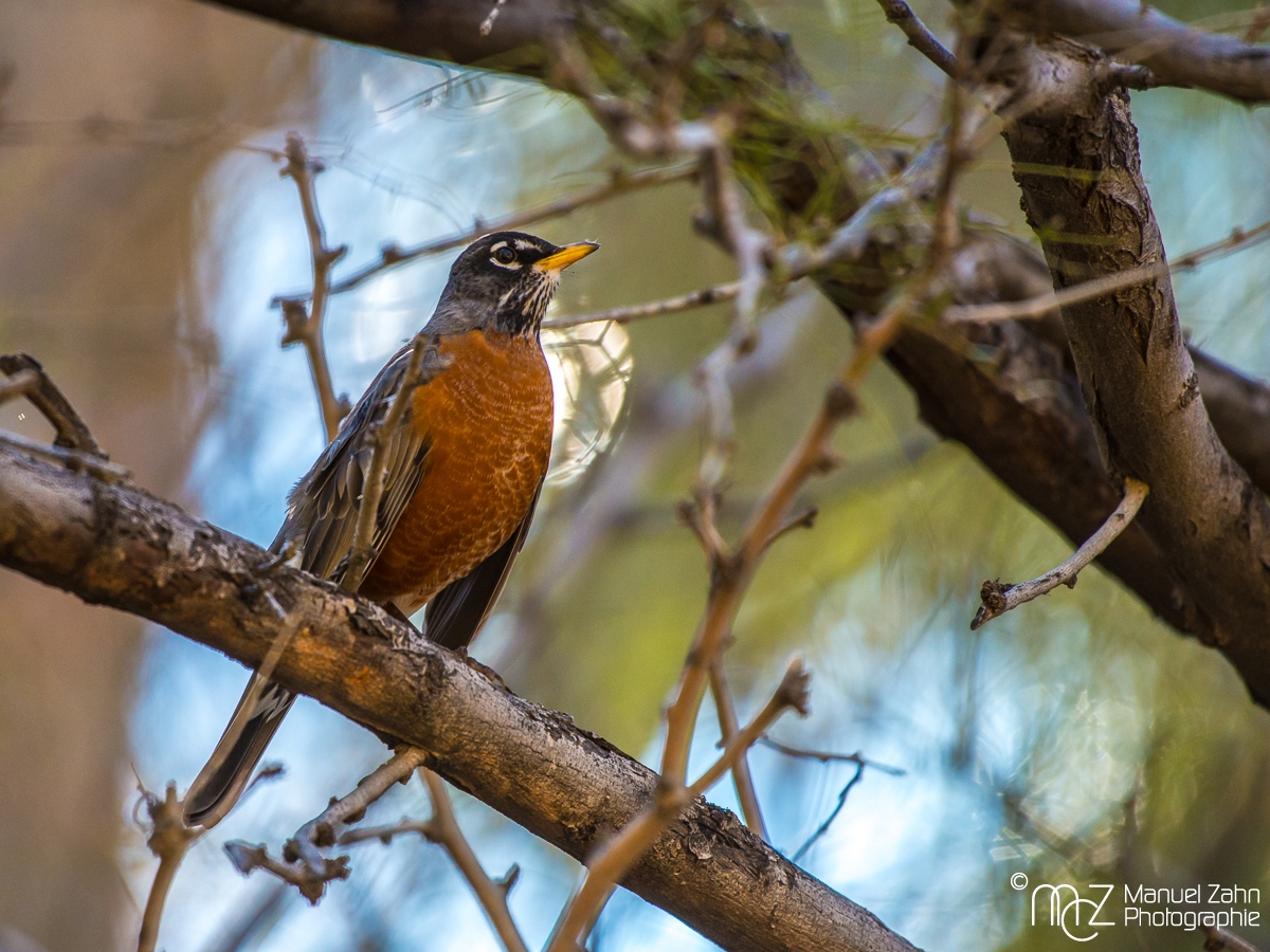 American robin - Turdus migratorius - Wanderdrossel 02