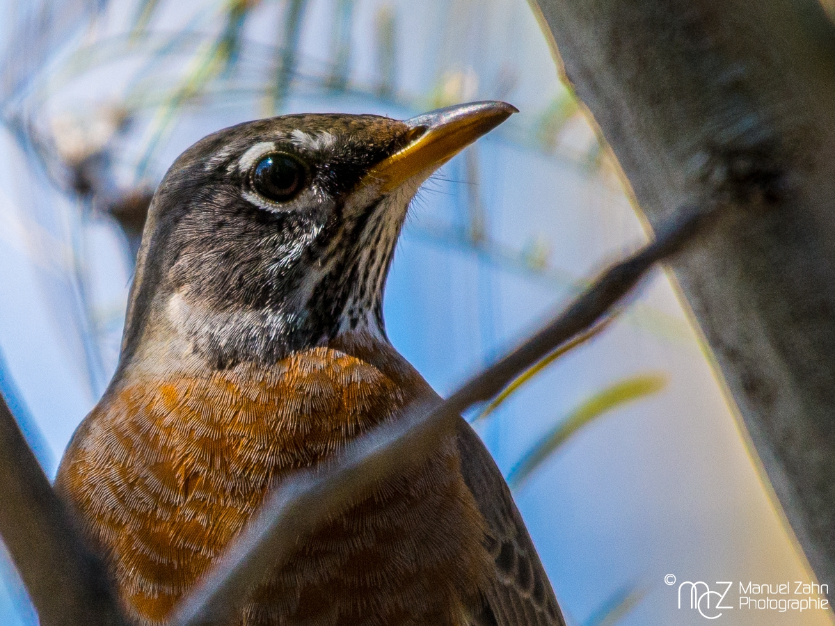 American robin - Turdus migratorius - Wanderdrossel 03