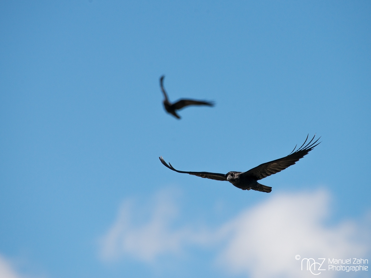 American western crow - Corvus brachyrhynchos hesperis - Amerikanerkrähe
