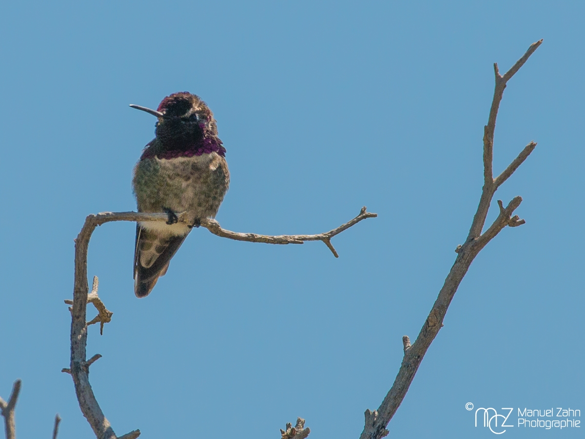 Black-chinned hummingbird - male - Archilochus alexandri - Schwarzkinnkolibri