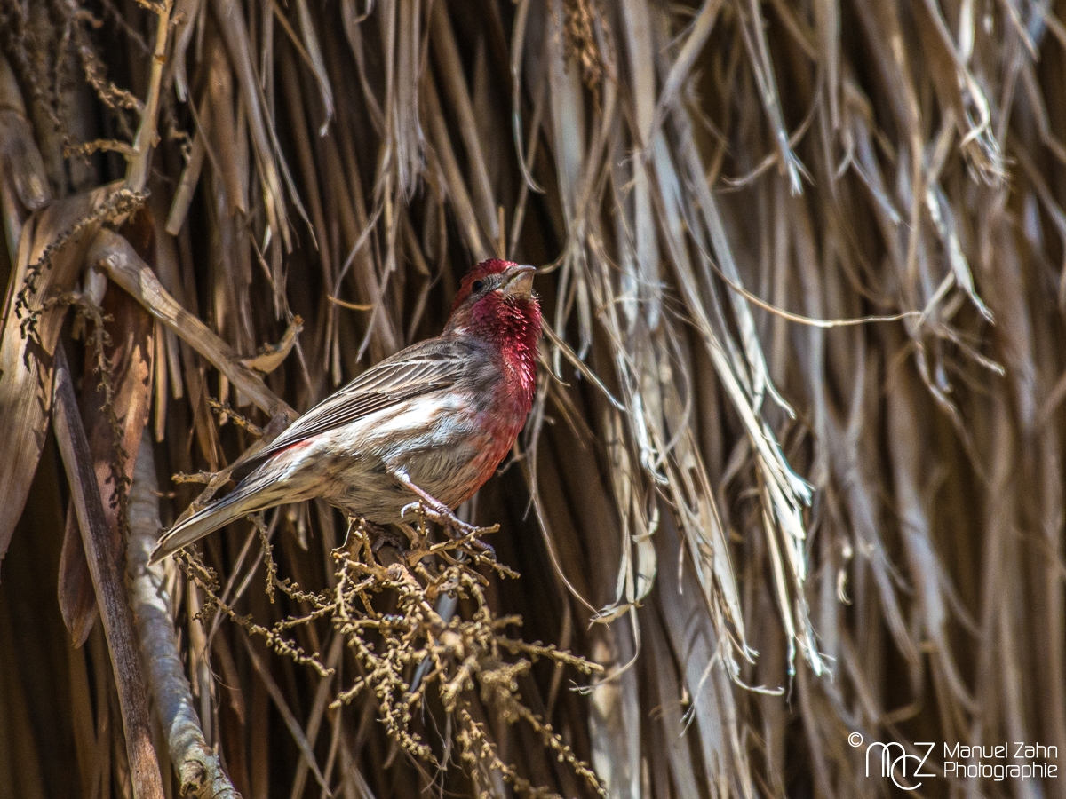 House finch - male - Haemorhous mexicanus - Hausgimpel 02