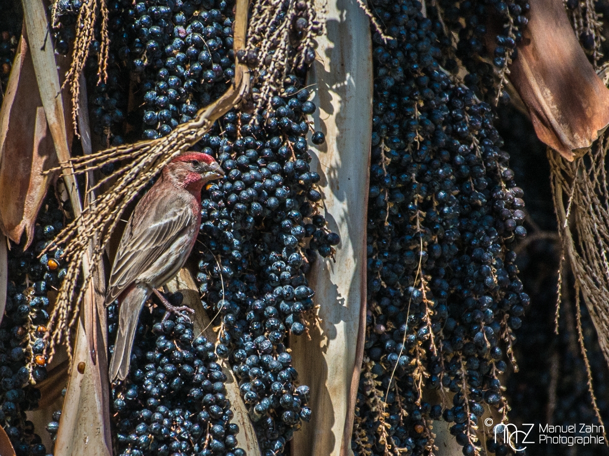 House finch - male - Haemorhous mexicanus - Hausgimpel