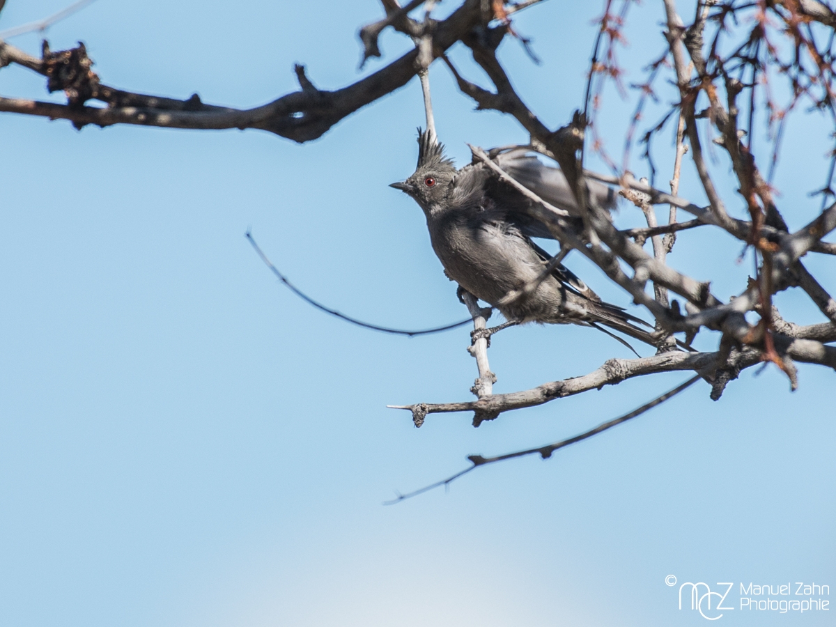 Phainopepla - female - Phainopepla nitens - Trauerseidenschnäpper 03