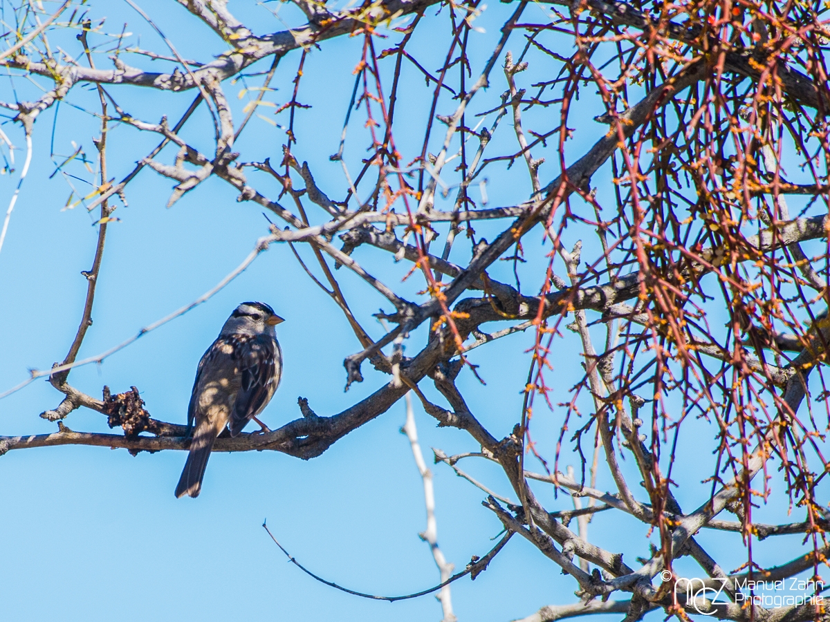 White-crowned sparrow - Zonotrichia leucophrys - Dachsammer 03