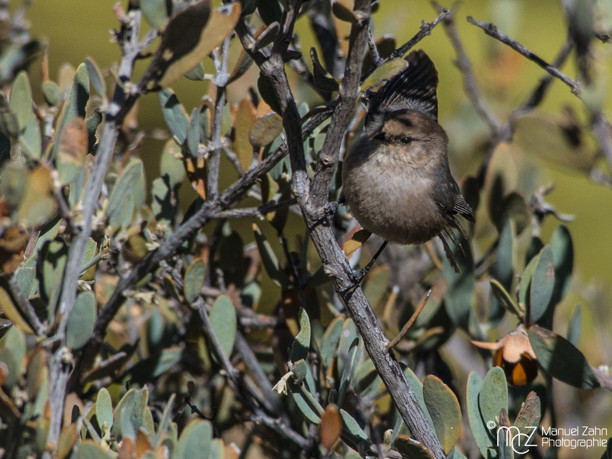 American bushtit - male - Psaltiparus minimus