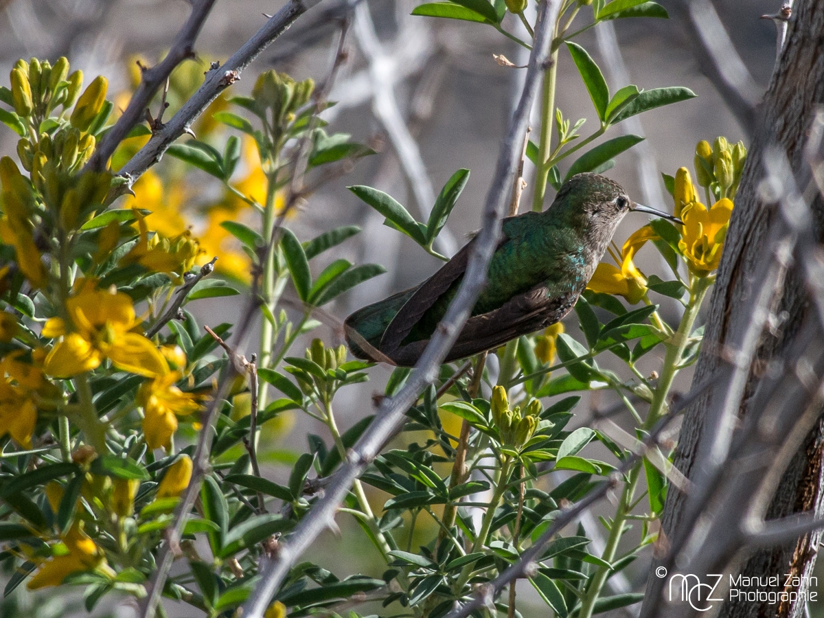 Anna's hummingbird - Calypte anna - Annakolibri-2