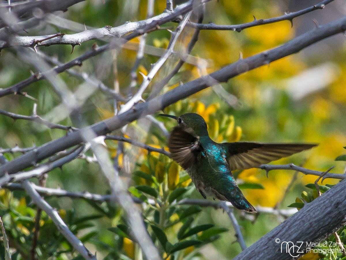 Anna's hummingbird - Calypte anna - Annakolibri