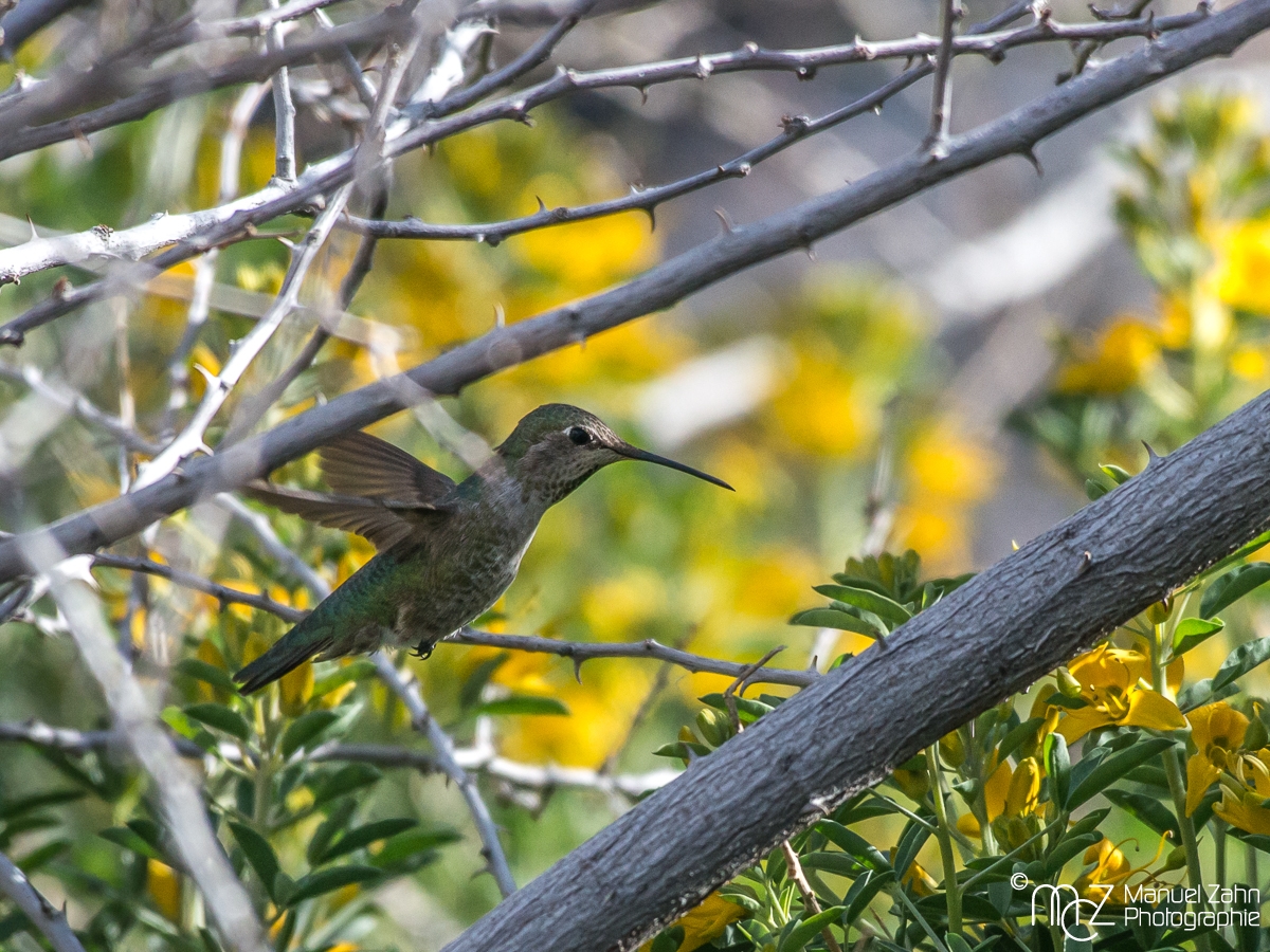 Anna's hummingbird - female - Calypte anna - Annakolibri