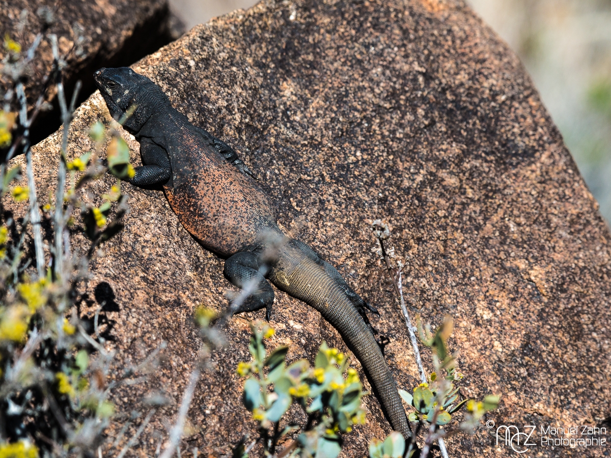 Common Chuckwalla - Sauromalus ater 01