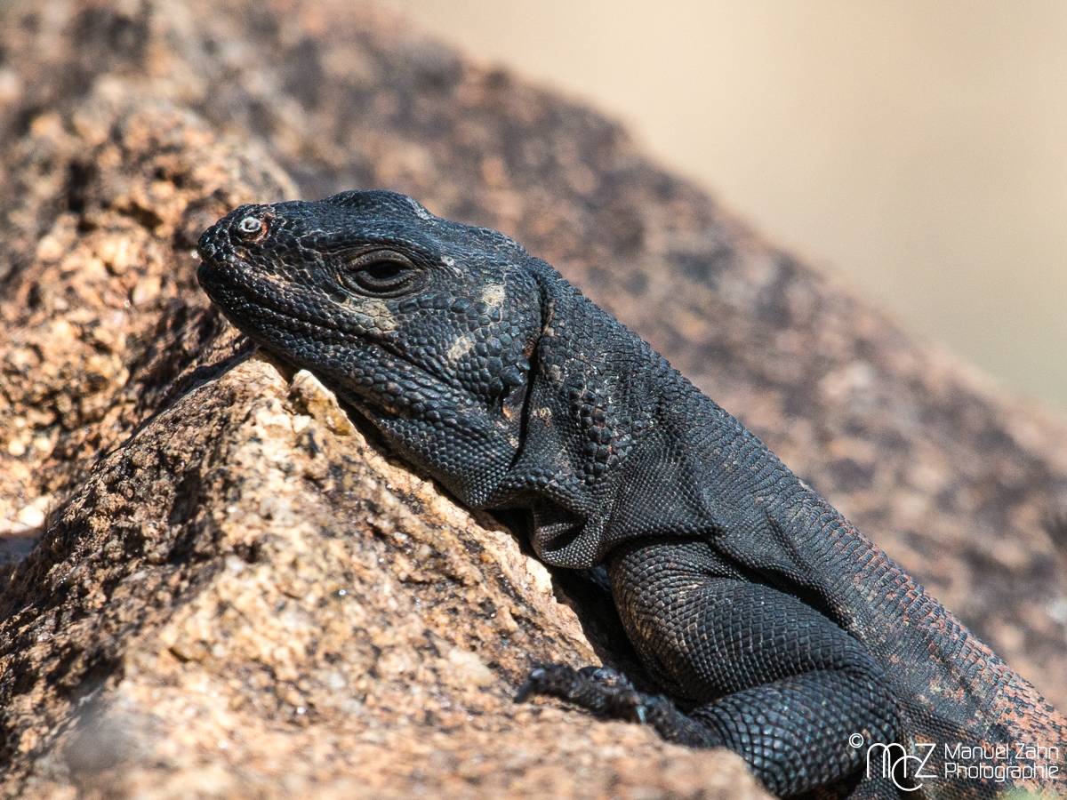 Common Chuckwalla - Sauromalus ater 02
