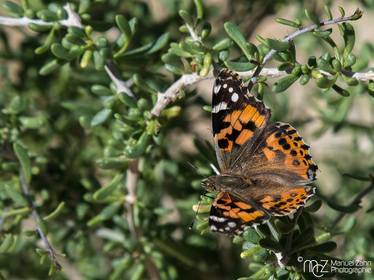 Schmetterling