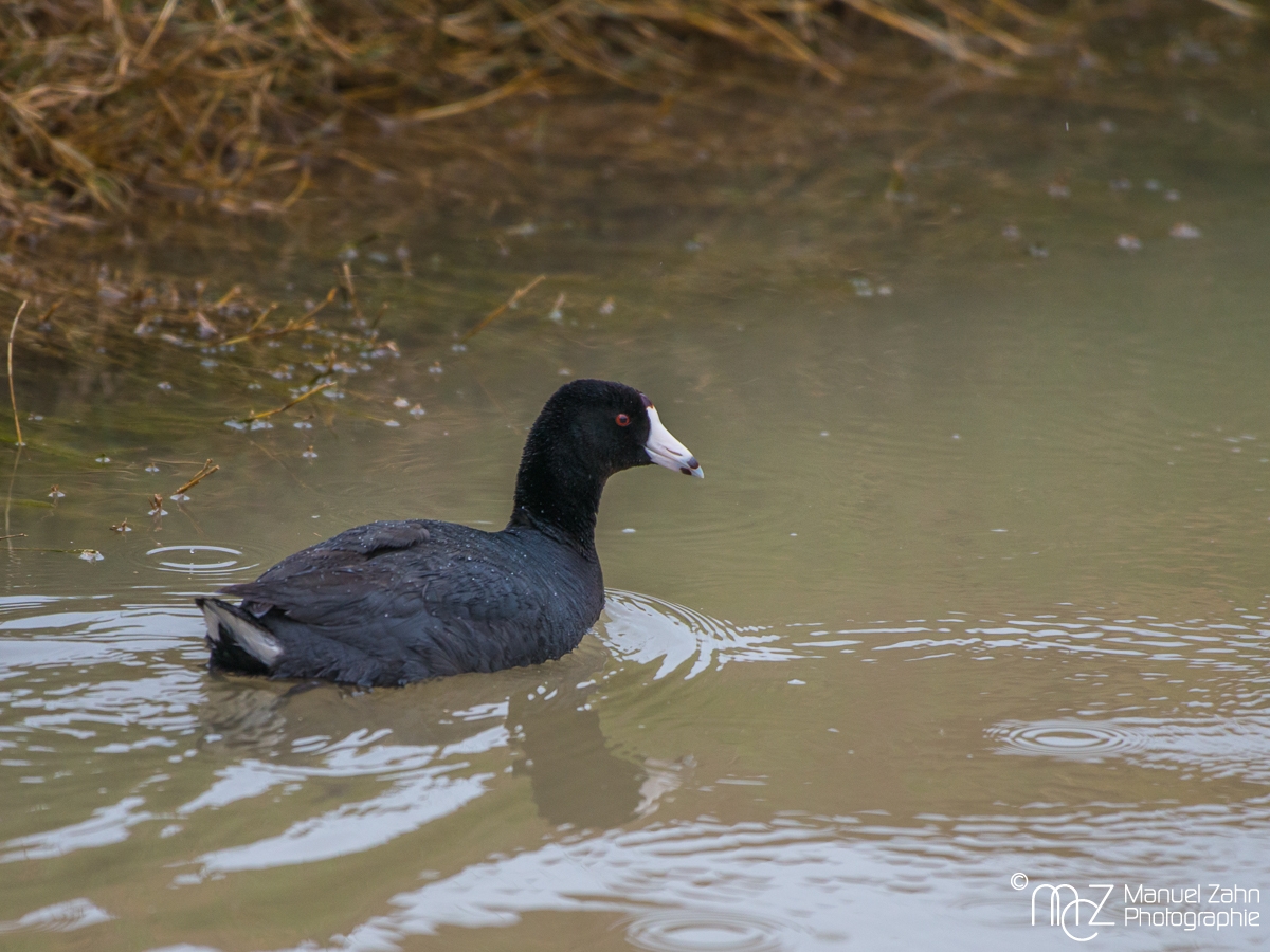 American coot - Fulica americana - Amerikanisches Blässhuhn