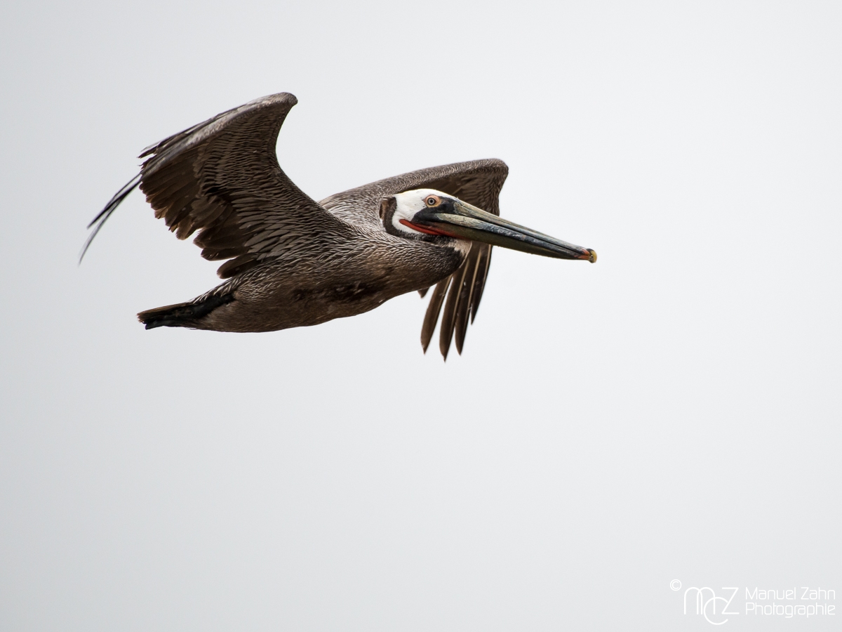 Brown pelican - Pelecanus occidentalis - Brauner Pelikan 03