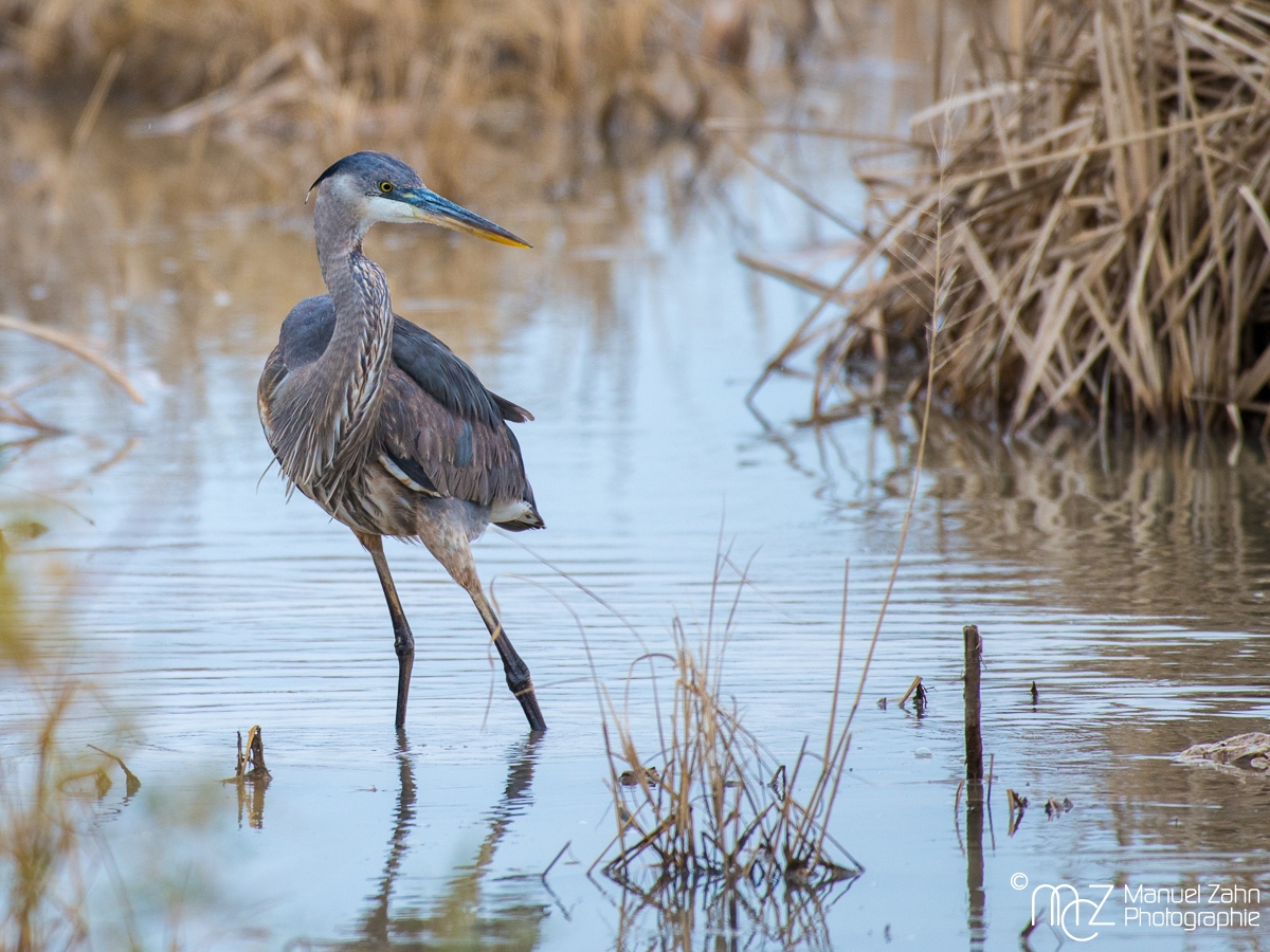 Great Blue Heron - juvenile - Ardea herodias - Kanadareiher 02