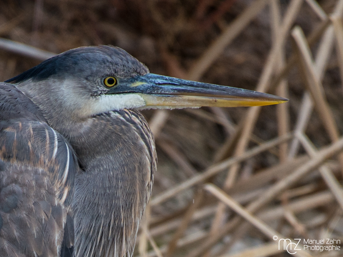 Great Blue Heron - juvenile - Ardea herodias - Kanadareiher 03