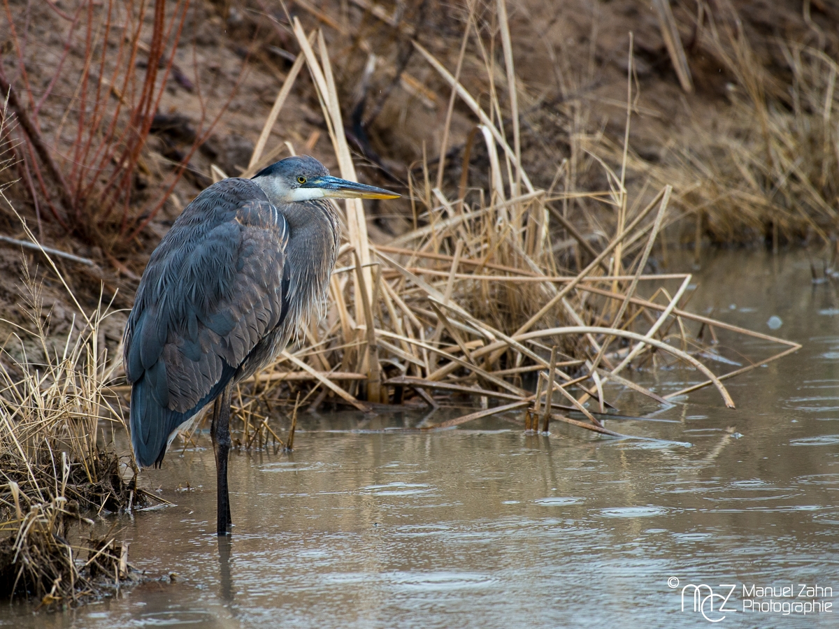 Great Blue Heron - juvenile - Ardea herodias - Kanadareiher