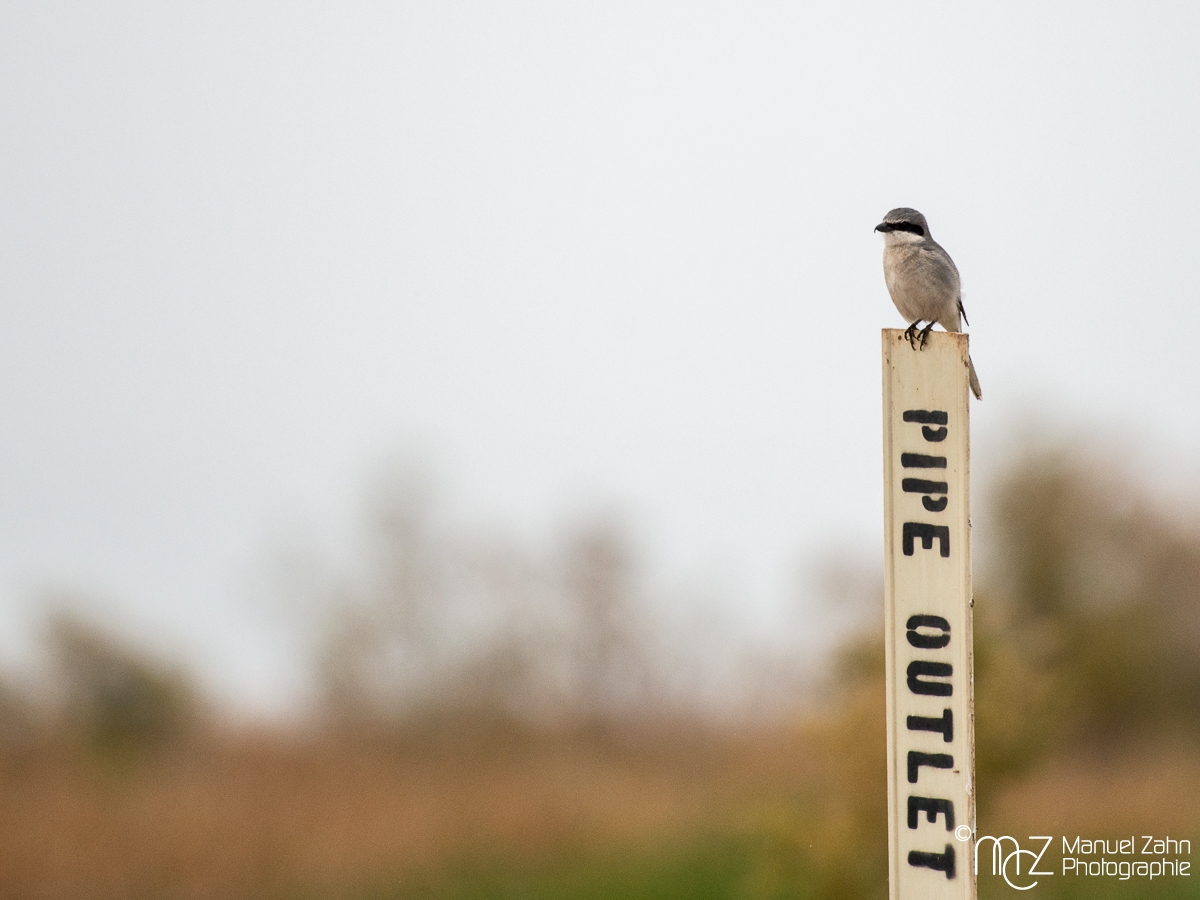 Loggerhead Shrike - Lanius ludovicianus - Louisianawürger