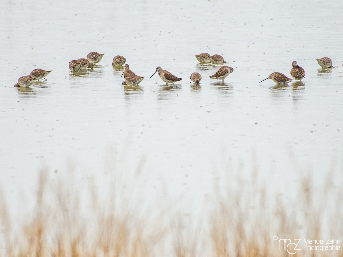 Long-billed dowitcher - Limnodromus scolopaceus - Großer Schlammläufer
