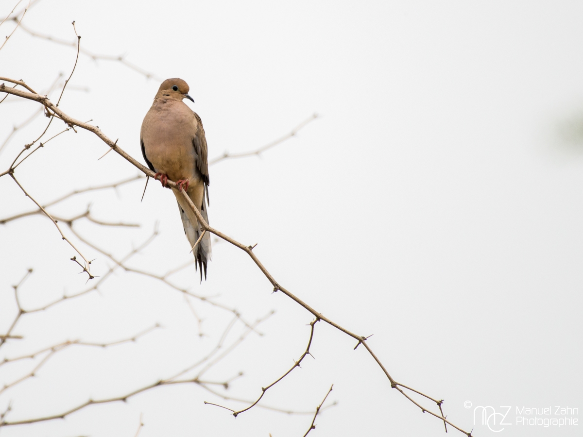 Mourning Dove - Zenaida macroura - Carolinataube