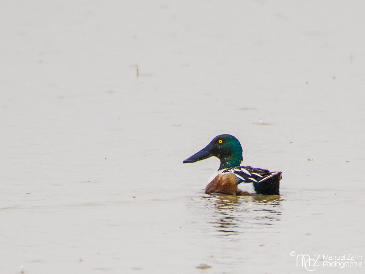 Northern shoveler - male - Anas clypeata - Löffelente