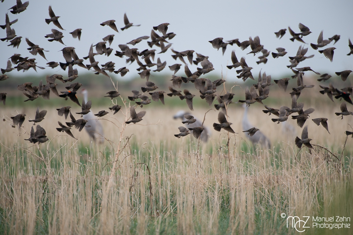 Red-winged Blackbirds - Agelaius phoeniceus - Rotflügel-Schwarzstärlinge