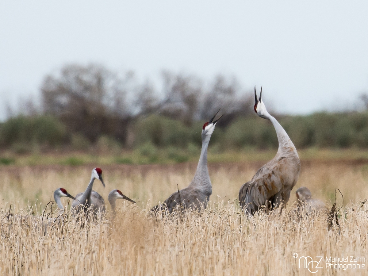 Sandhill crane - Grus canadensis - Kanadakranich 02