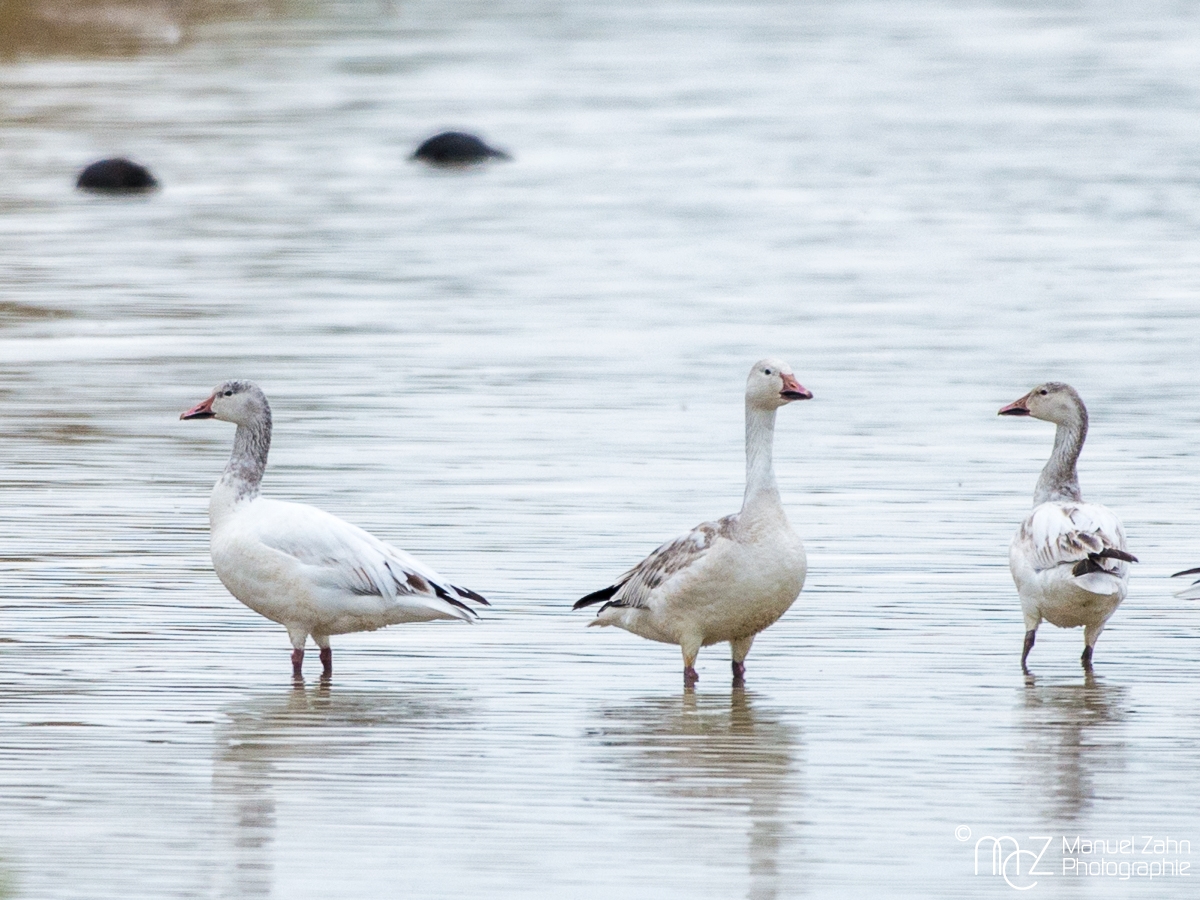 Snow goose - Anser caerulescens - Schneegans 02