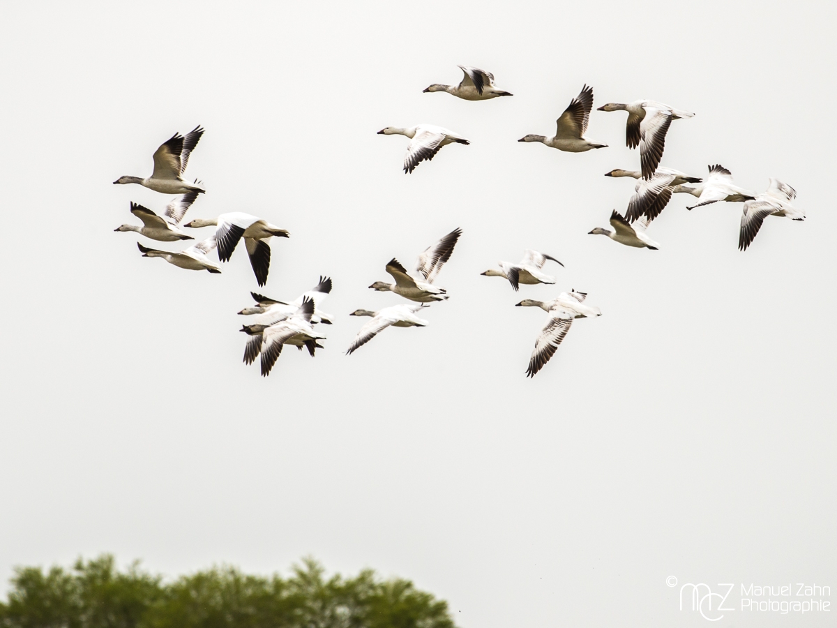 Snow goose - Anser caerulescens - Schneegans