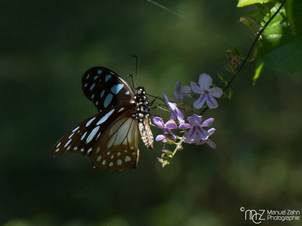 Butterfly-02