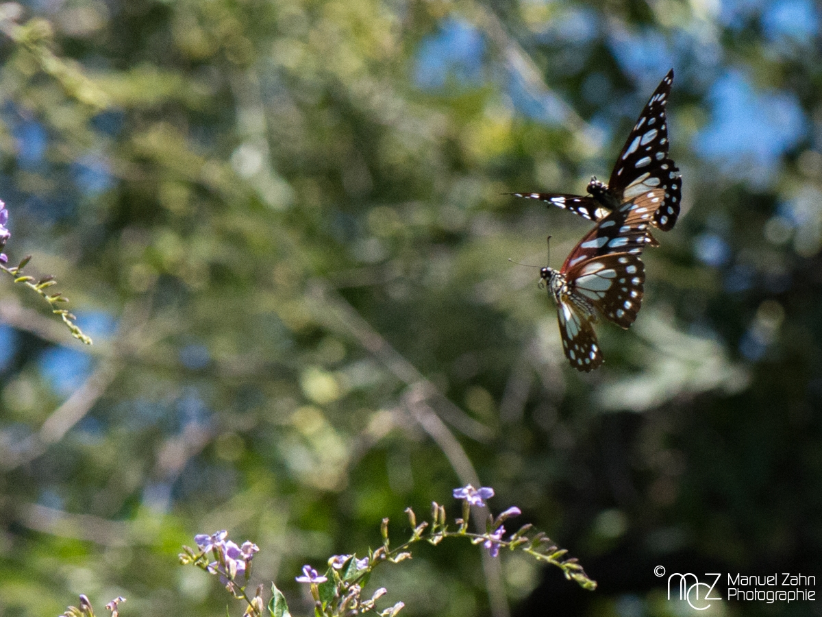 Butterfly-03