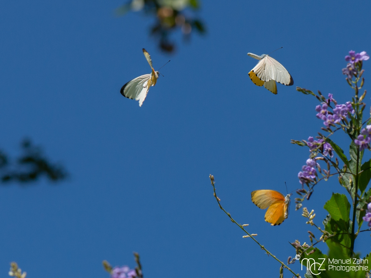 Butterfly-05
