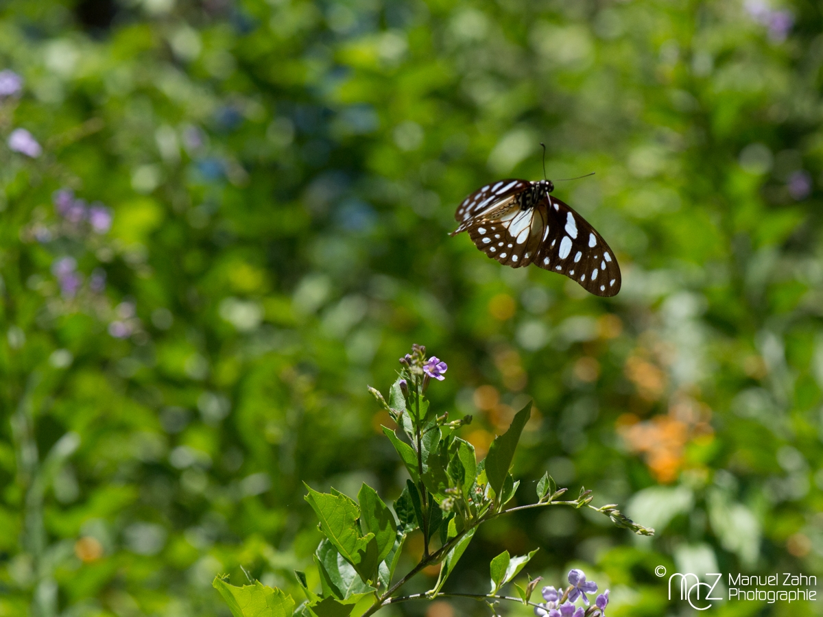 Butterfly-07