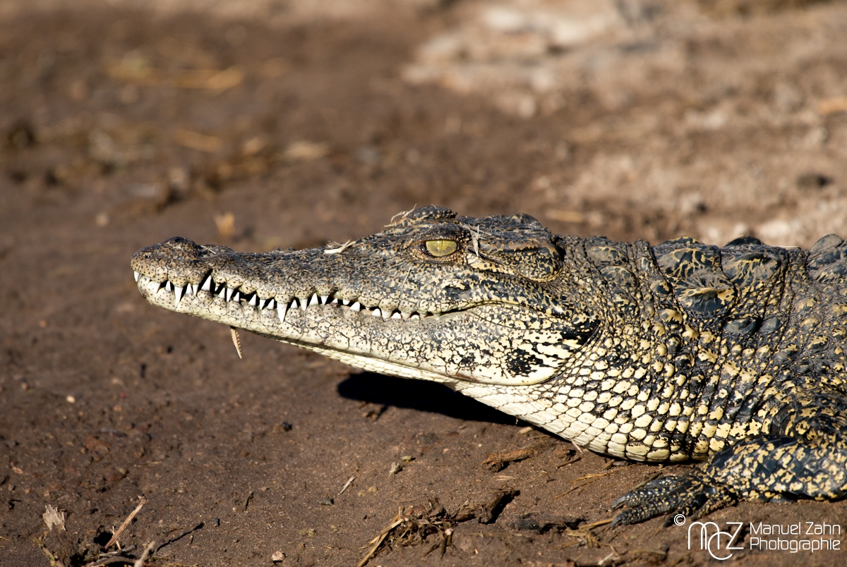 Crocodile-01