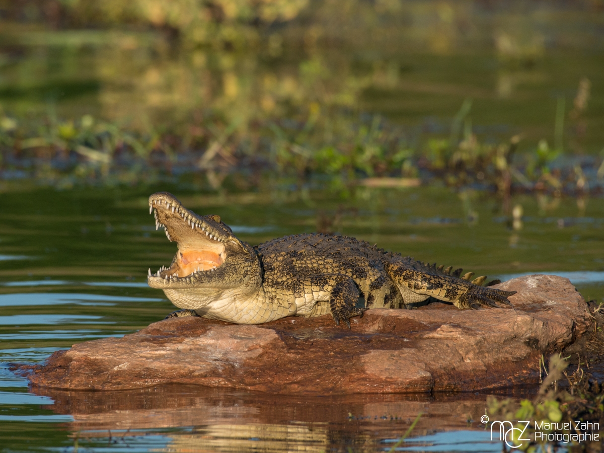 Crocodile-03
