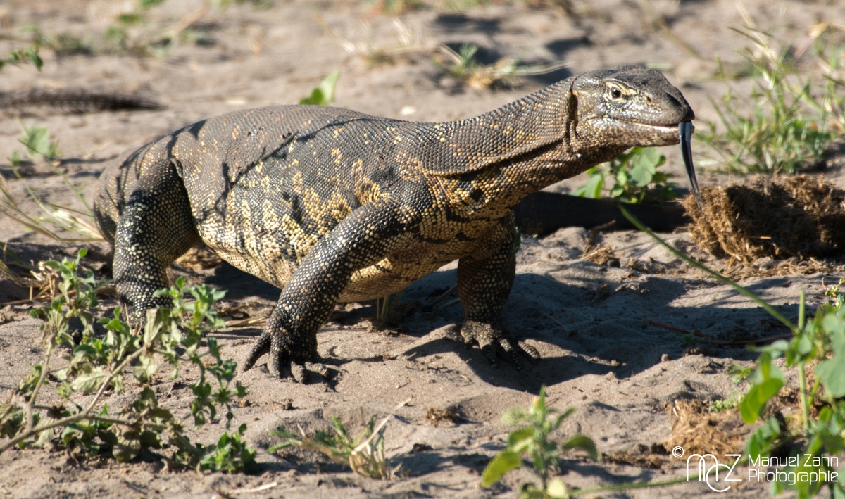 Nilwaran - Varanus niloticus - Nile monitor 02