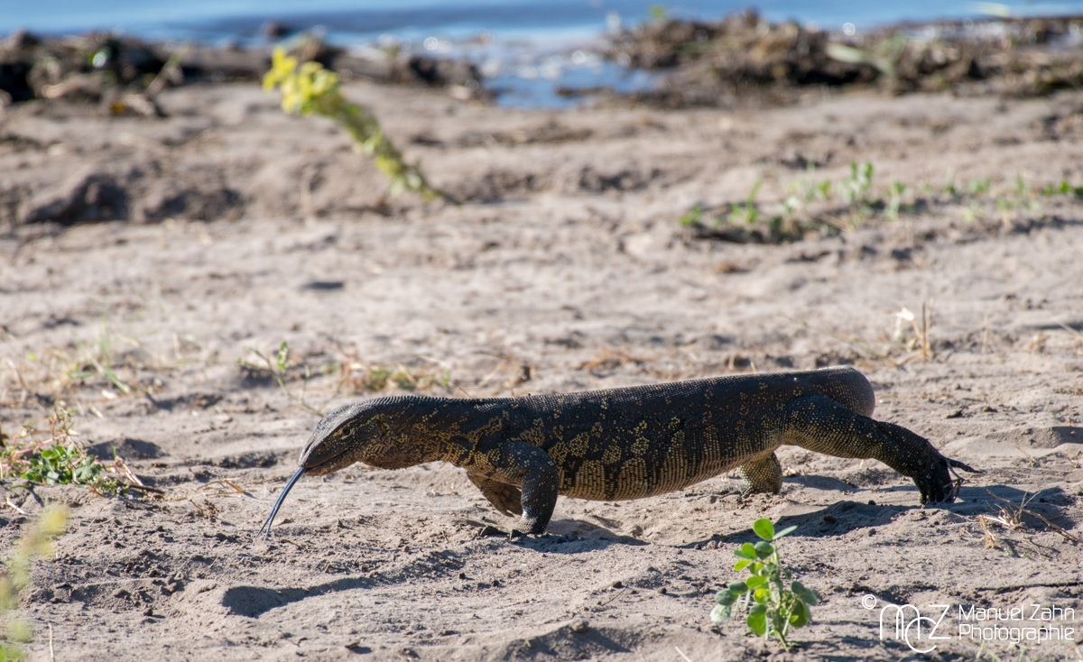 Nilwaran - Varanus niloticus - Nile monitor 03