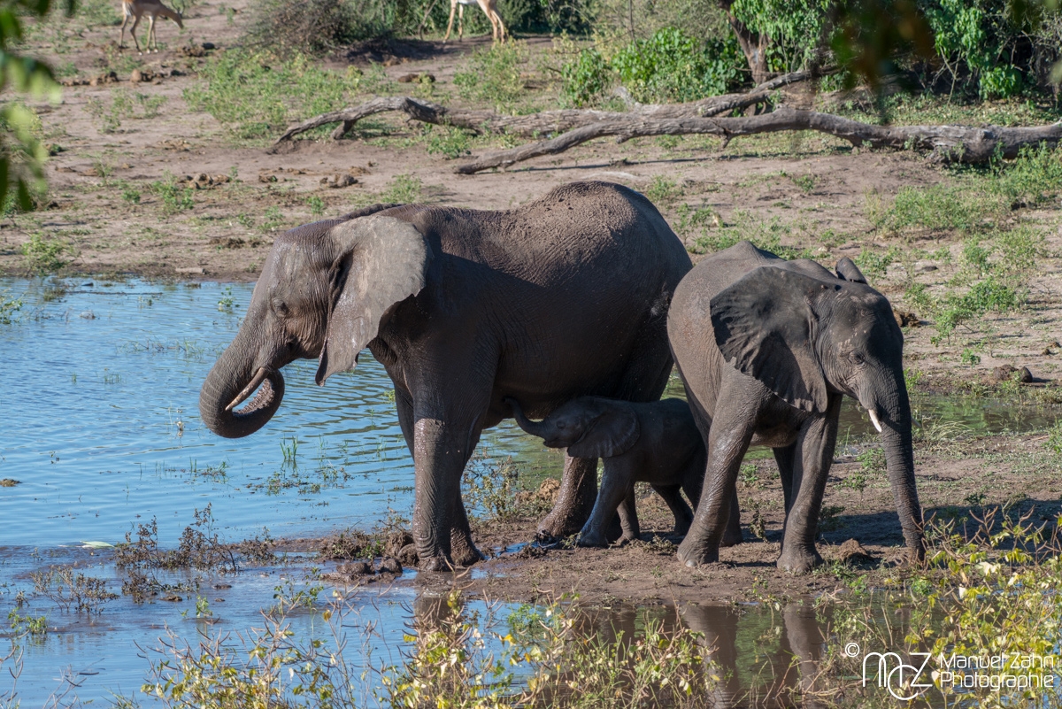 African-bush-elephant-03