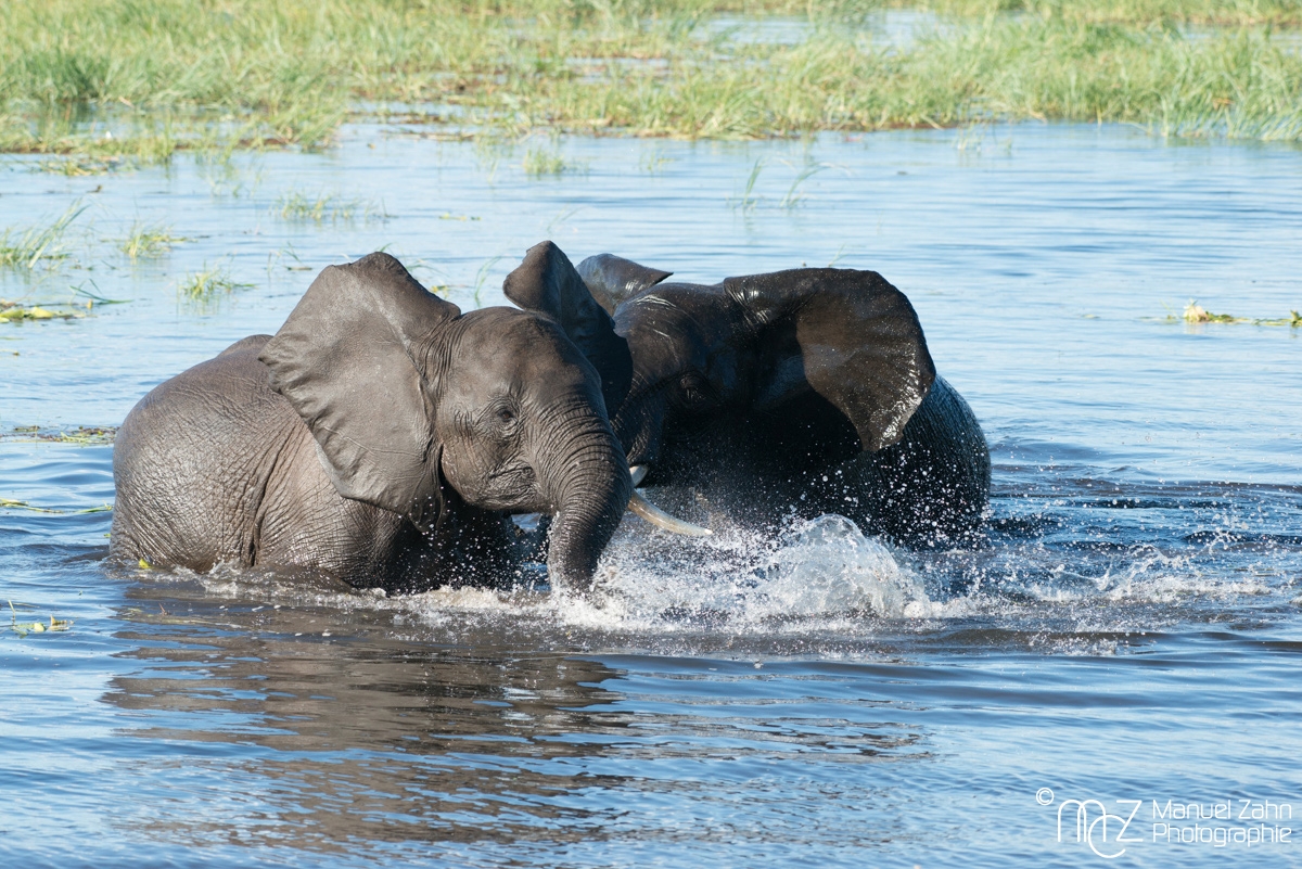 African-bush-elephant-07