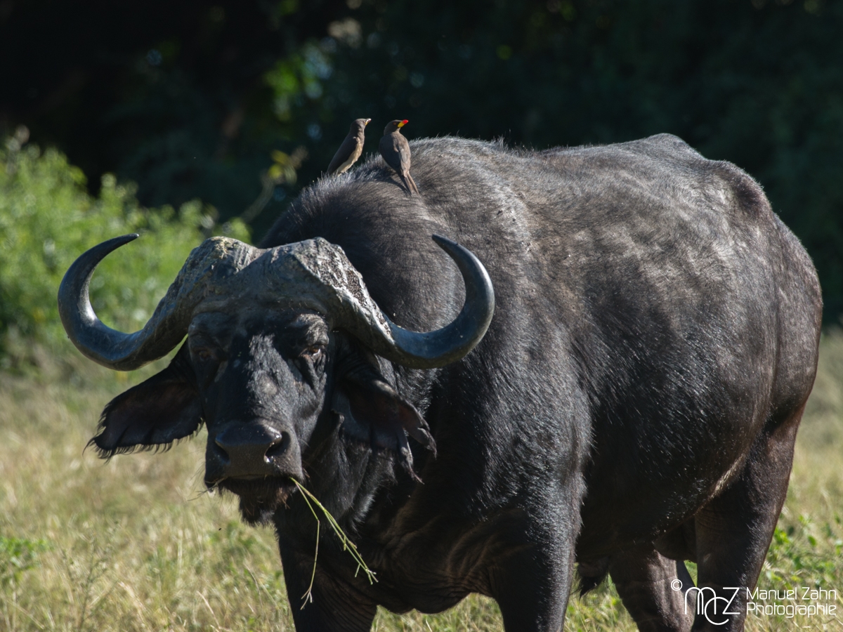 African_Buffalo-01