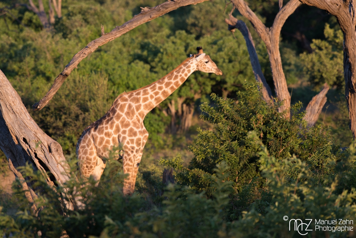 Giraffe-01