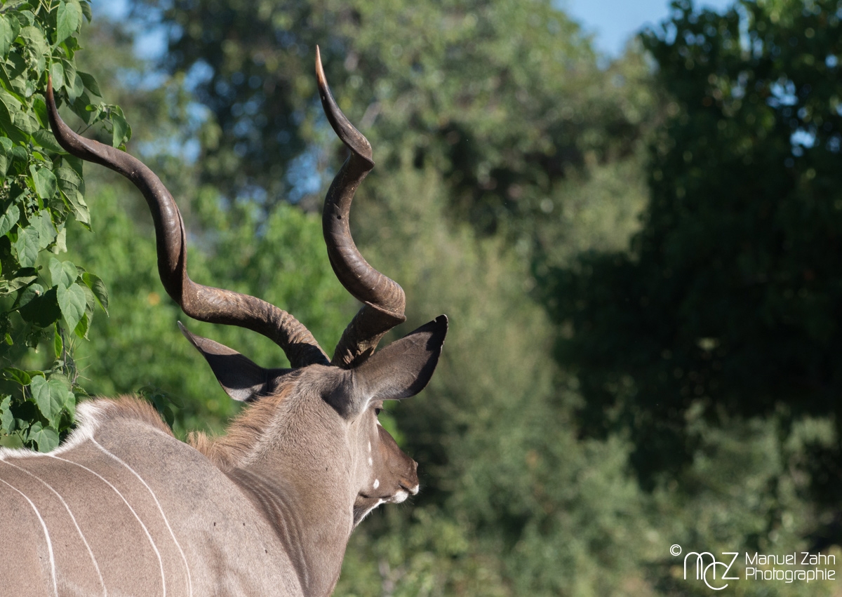 Greater_Kudu-01