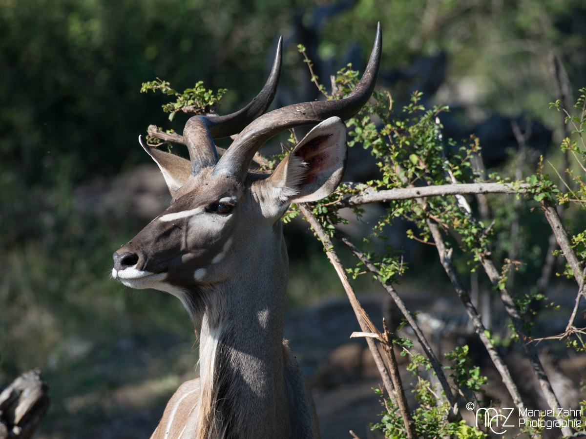 Greater_Kudu-05