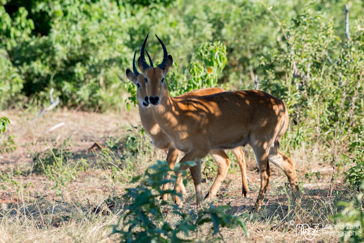 Impala-01