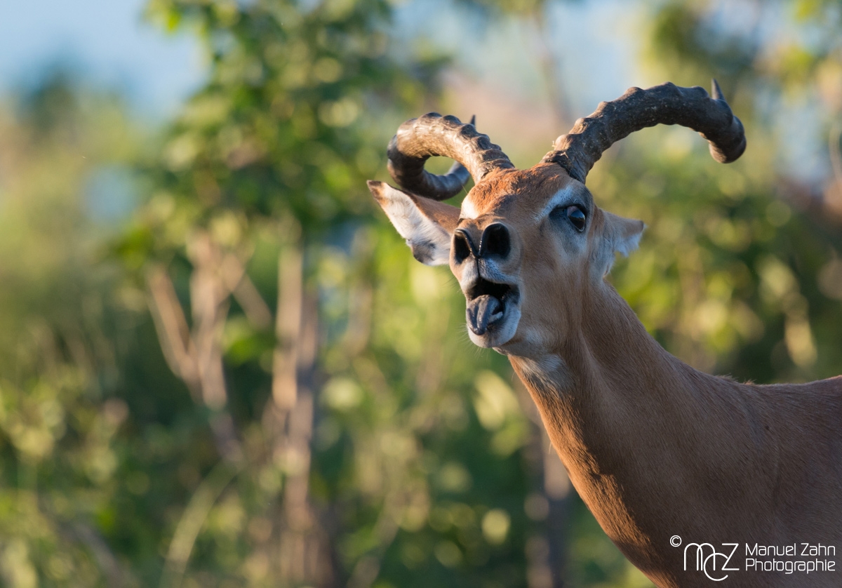 Impala-02
