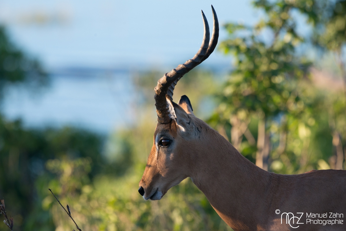 Impala-03