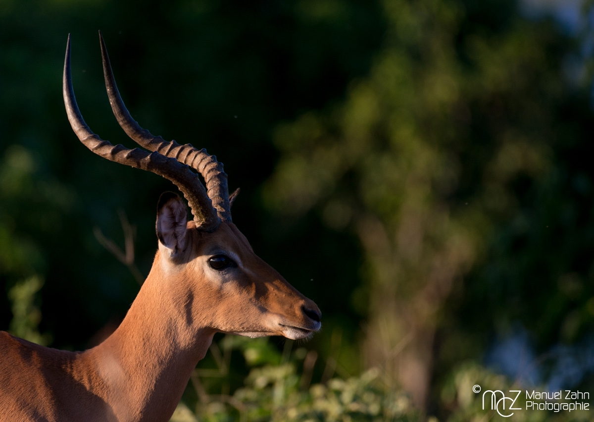 Impala-05