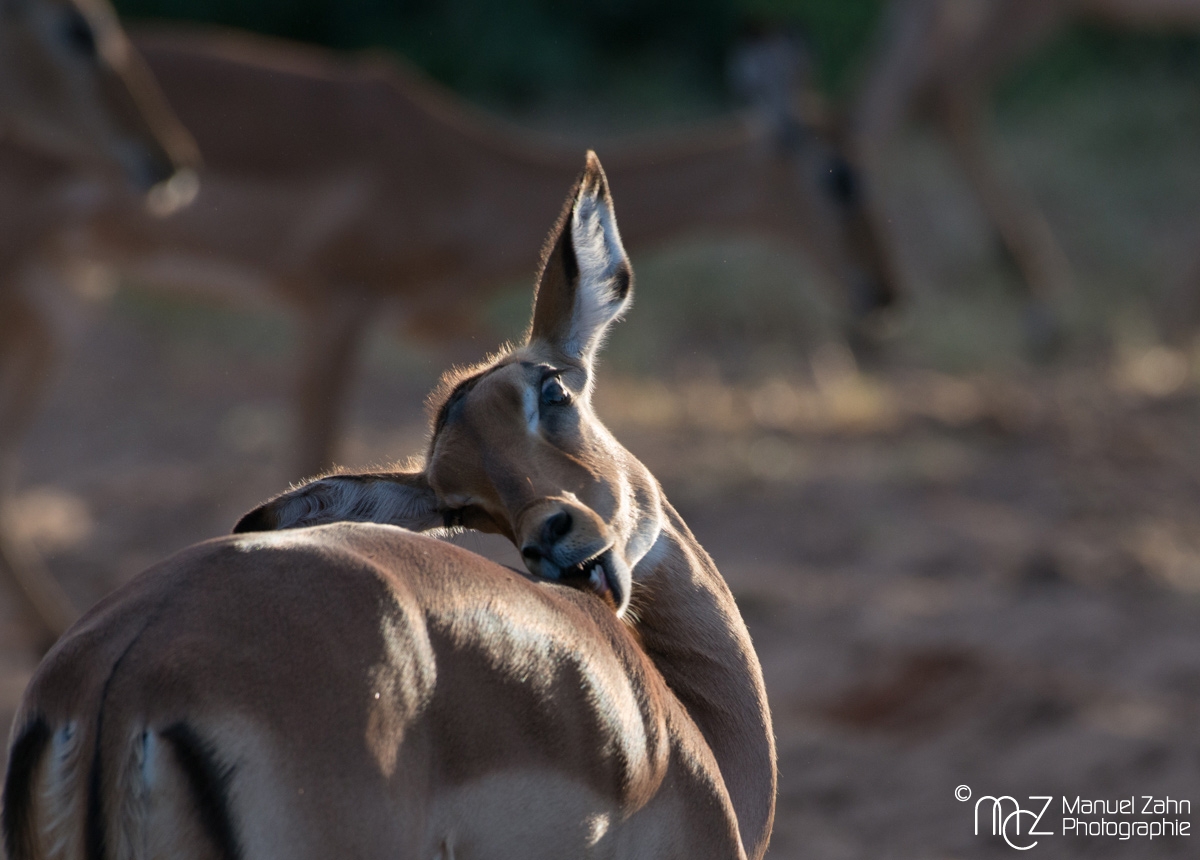 Impala-07