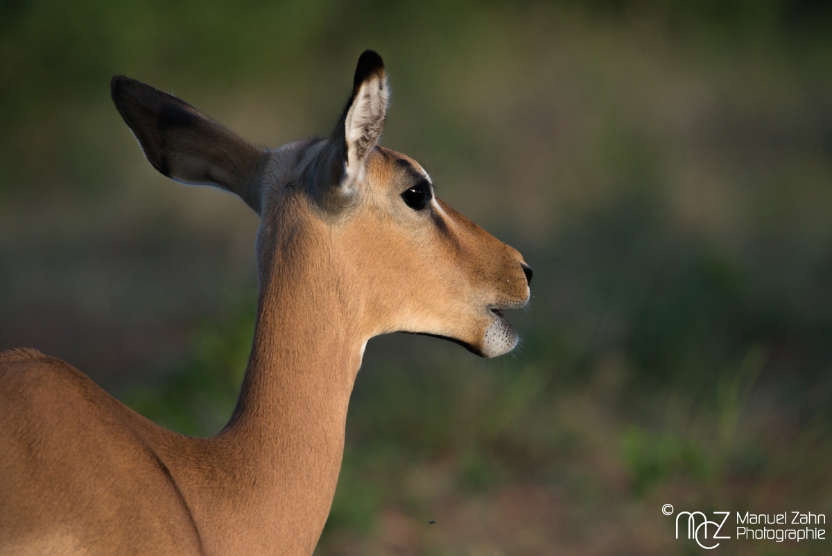 Impala-09