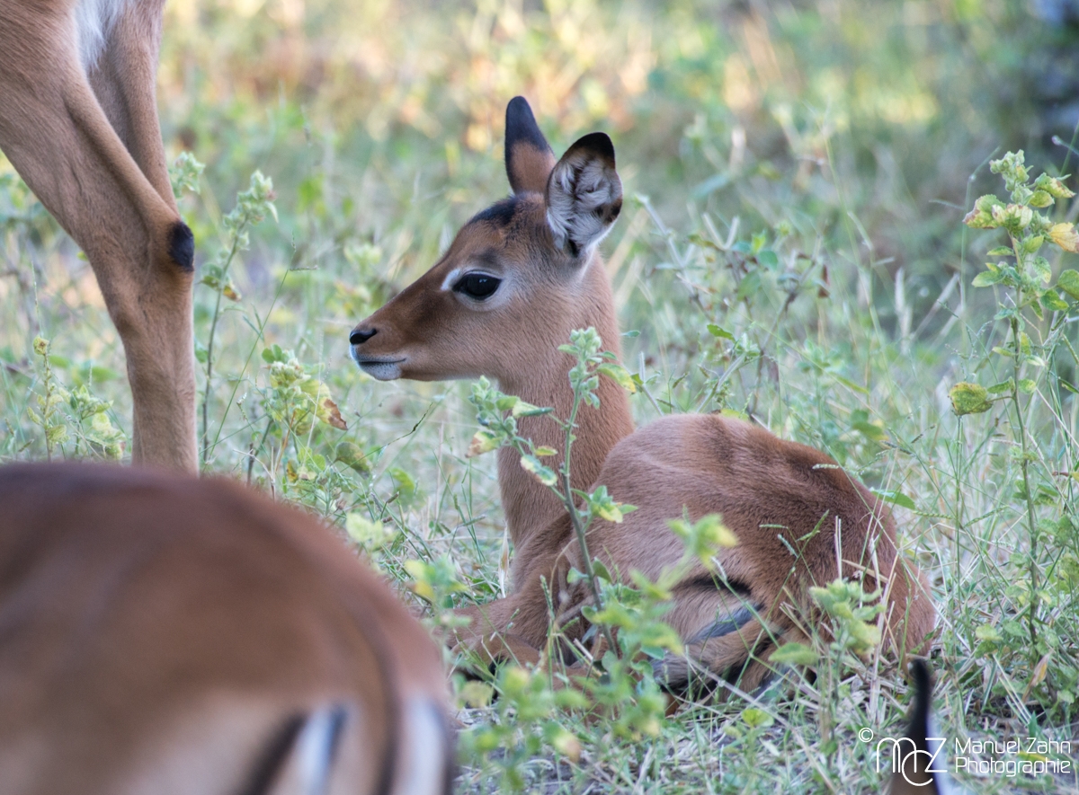 Impala-13