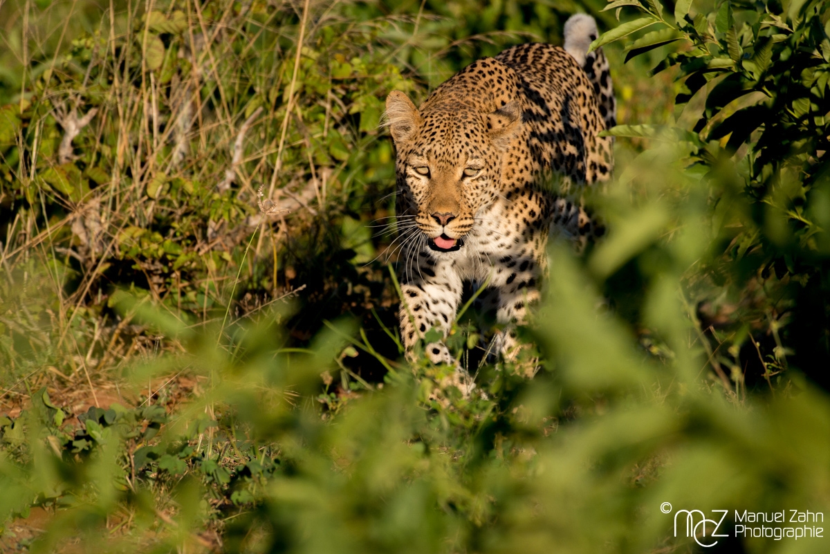 Leopard-01